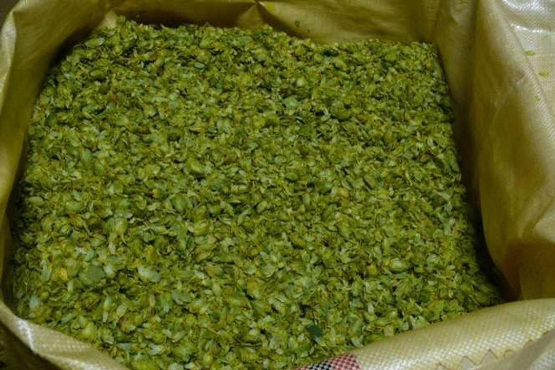 Nasz chmiel poleciał do Japonii. Browar Pinta uwarzy tam piwo