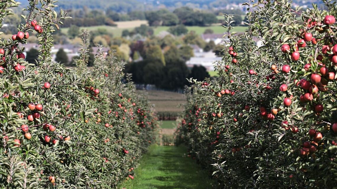 Nasz pomysł na niedzielny obiad: jabłka w roli głównej 