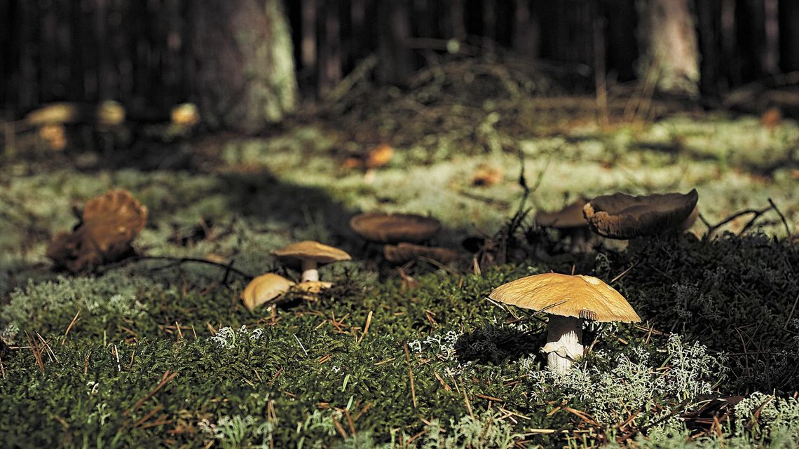 Nasz ulubiony sport jesienny? Grzybobranie! Nasz ulubiony sport jesienny? Grzybobranie!