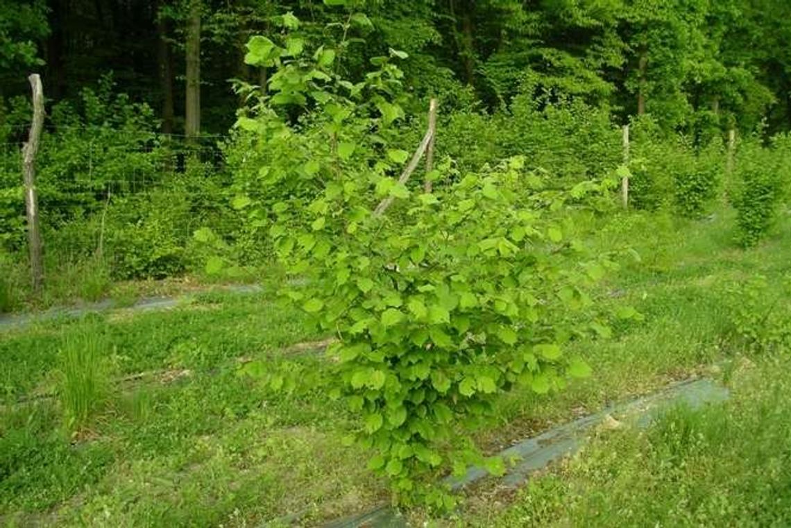 Nasze pierwsze truflobranie. Na lubelskie trufle trzeba było czekać ponad 7 lat