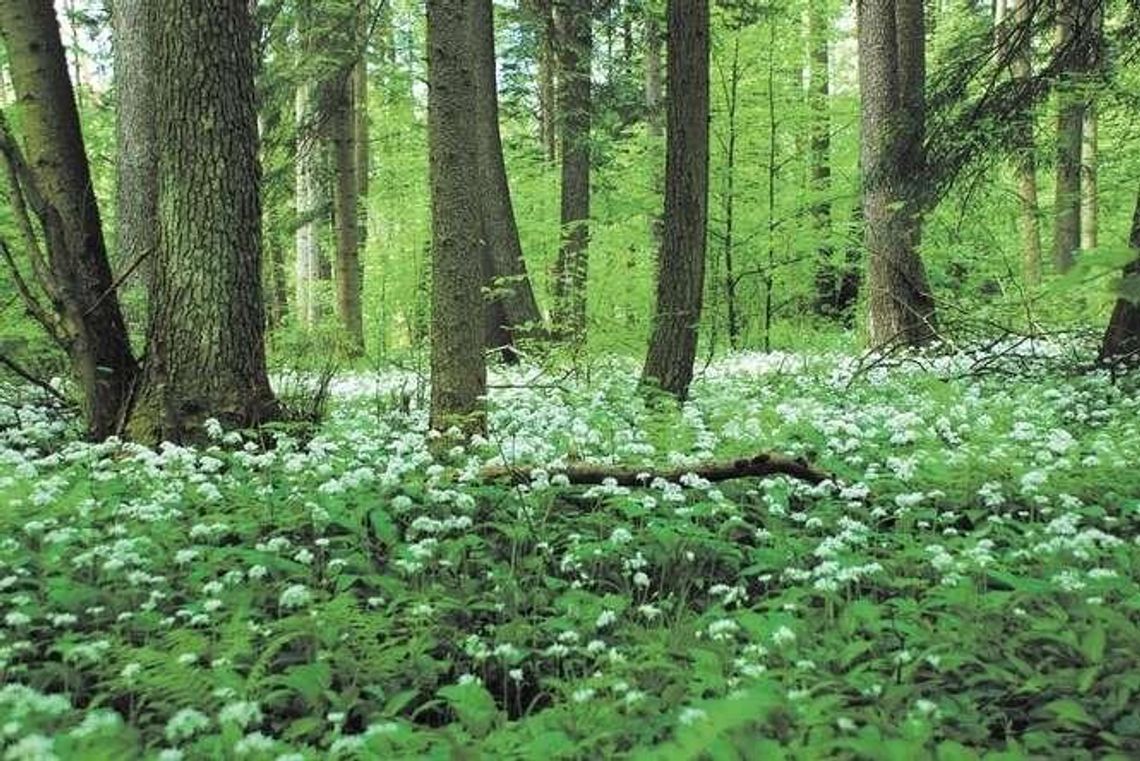 Natura 2000 w woj. lubelskim. Nowe plany zadań ochronnych [lista terenów]