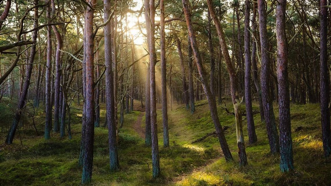 Nauka idzie w las. Lesnicy zapraszają nauczycieli na warsztaty 