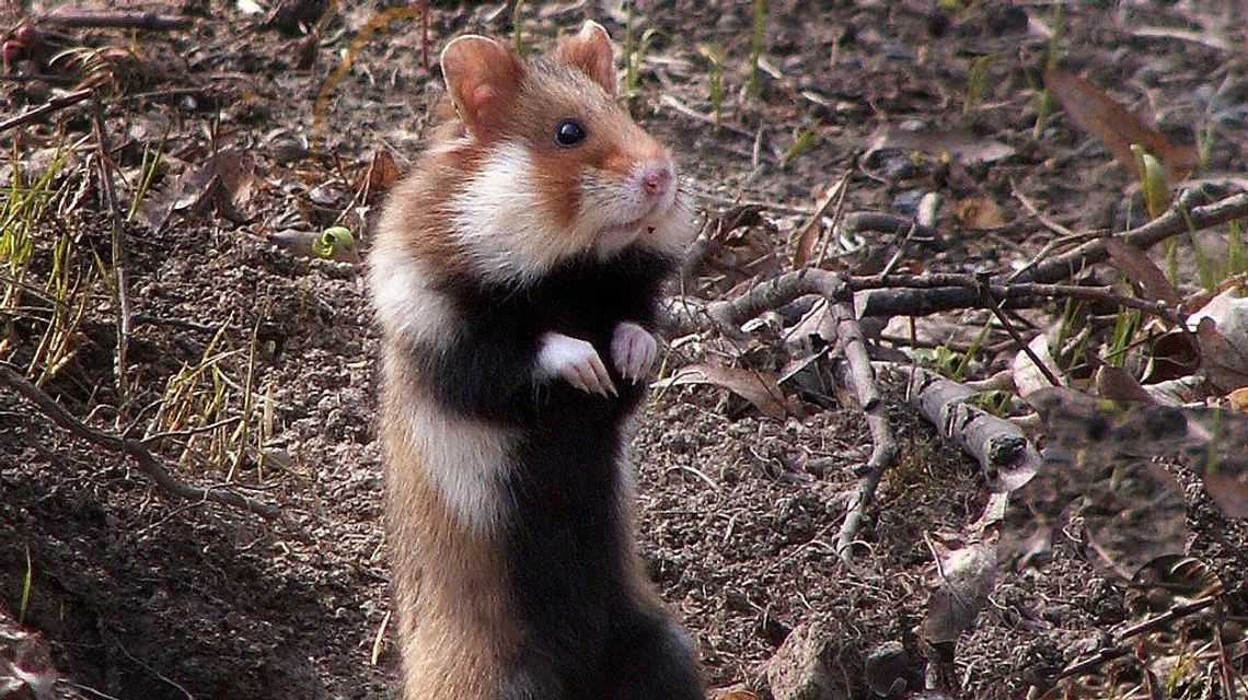 Naukowcy o górkach czechowskich: cenna enklawa przyrody