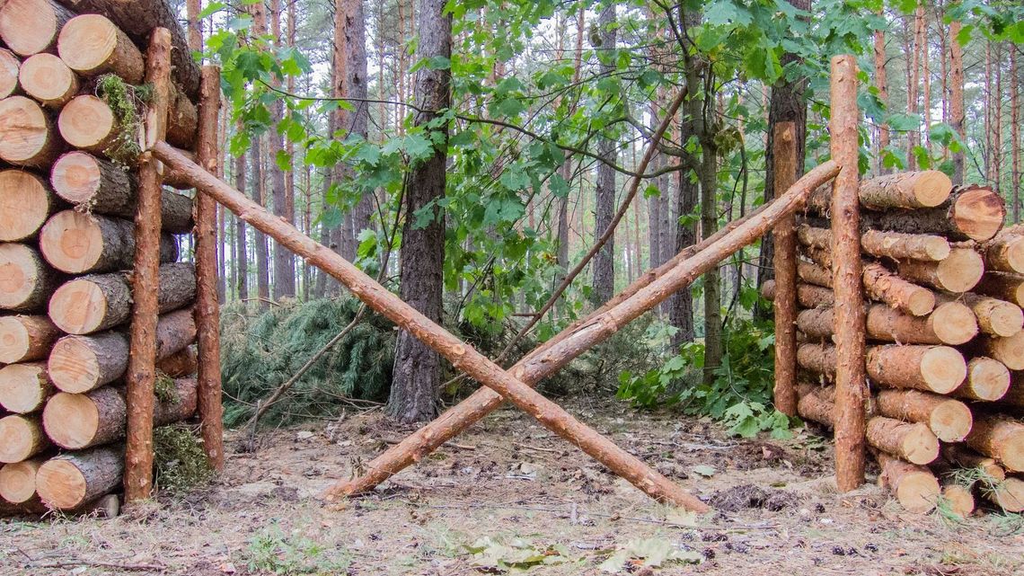 Naukowcy piszą do polityków. Nie niszczcie polskich lasów Naukowcy piszą do polityków. Nie niszczcie polskich lasów