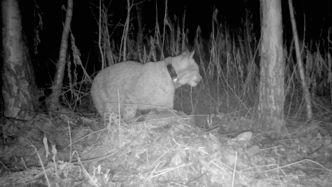 Naukowcy śledzą losy uratowanego rysia Horaja z Roztocza. Świetnie radzi sobie na wolności Naukowcy śledzą losy uratowanego rysia Horaja z Roztocza. Świetnie radzi sobie na wolności