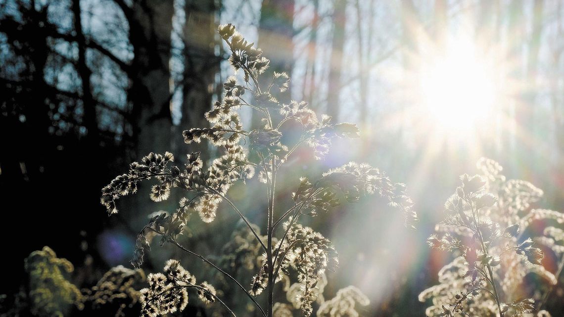 Naukowcy stają w obronie lasów Puszczy Karpackiej