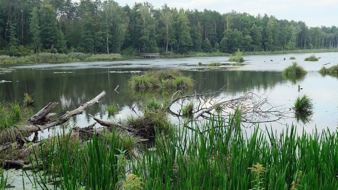 Naukowcy UMCS: Zdrowa planeta to zdrowi, dłużej żyjący ludzie [wideo]
