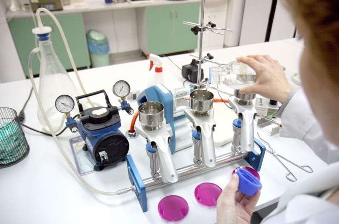 Naukowcy z Puław pracują nad szybkim wykryciem wirusa ASF Naukowcy z Puław pracują nad szybkim wykryciem wirusa ASF