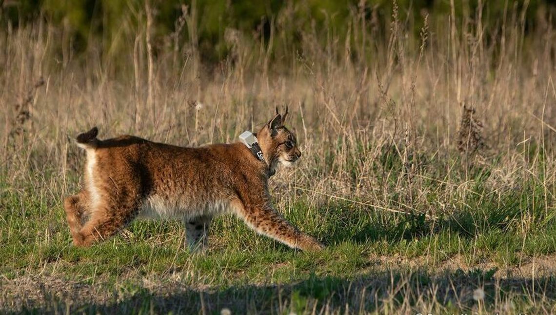 Naukowcy zmieniają zdanie o rysiach. To nie są książęta puszcz