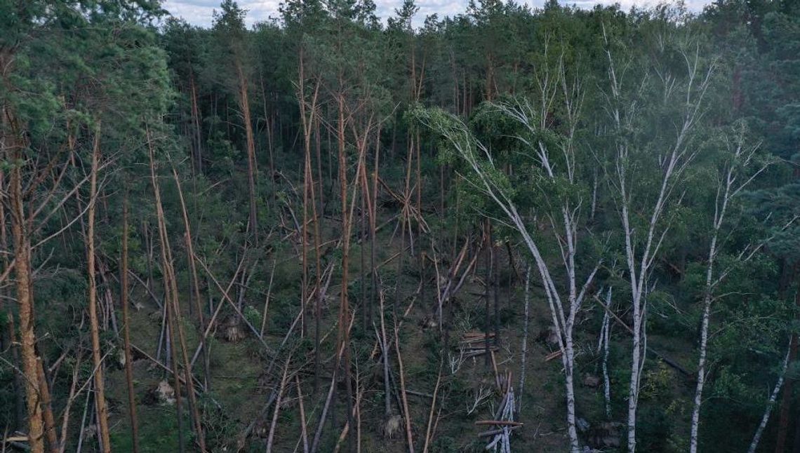 Nawałnica powaliła mnóstwo drzew. Leśnicy musieli użyć dronów 