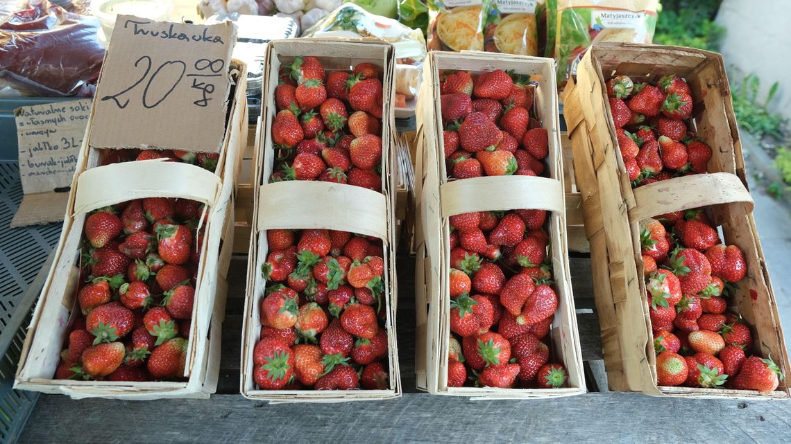 Nawet 300 zł za dzień na plantacji truskawek. Chętnych brak Nawet 300 zł za dzień na plantacji truskawek. Chętnych brak
