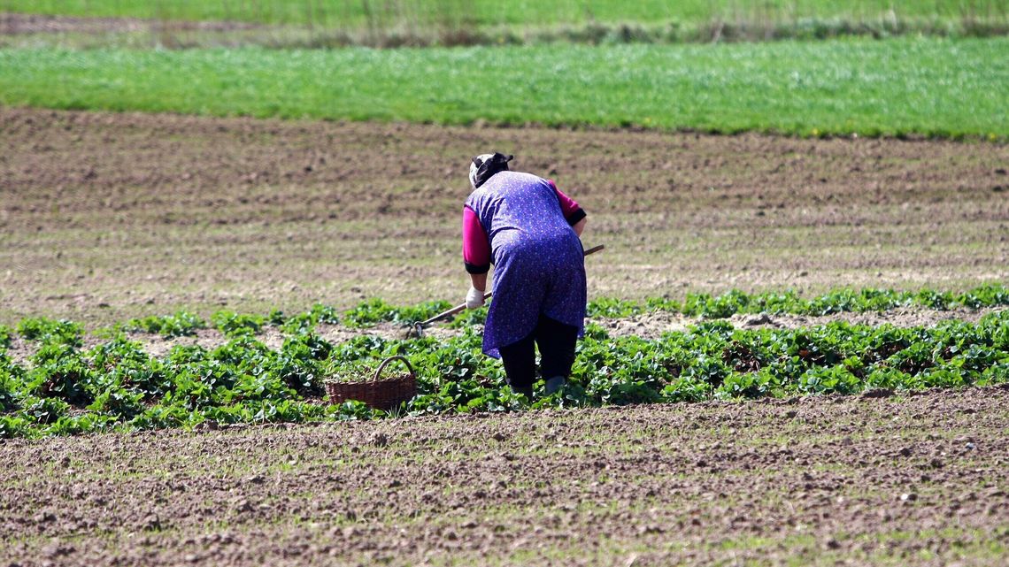 Nawozy podrożały aż pięciokrotnie. Ceny żywności mogą nas niemiło zaskoczyć