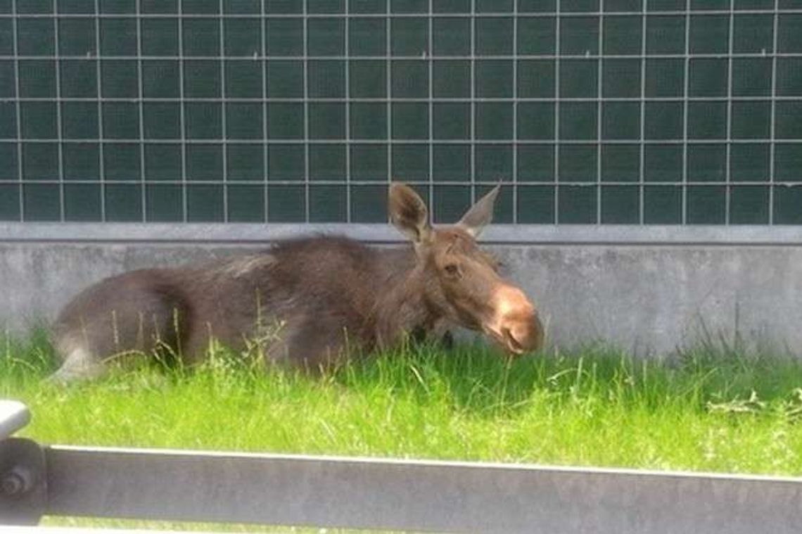 Nerwowa klępa przy ekspresówce. Akcja łapania samicy łosia