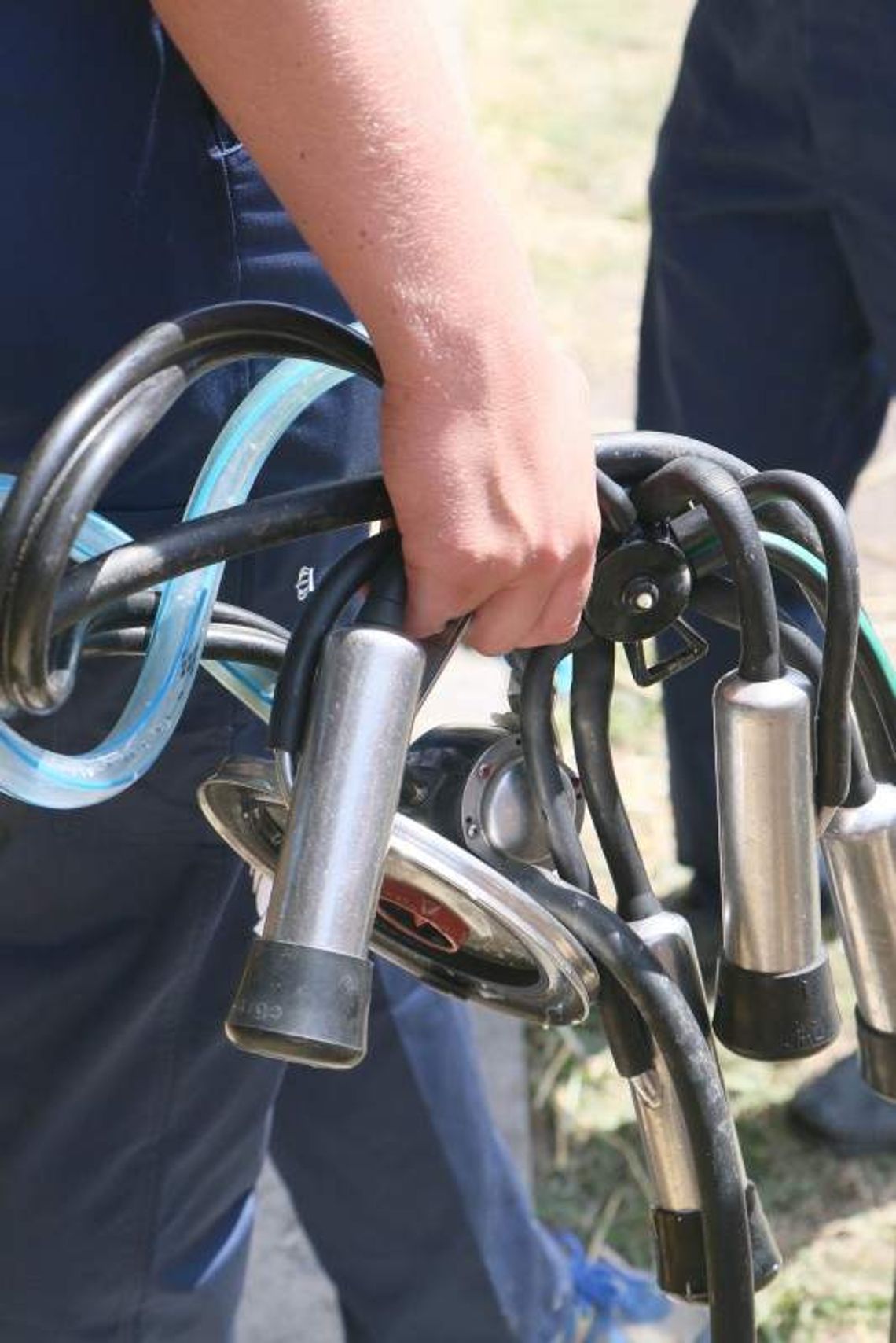 Nie będzie kar za nadprodukcję mleka?