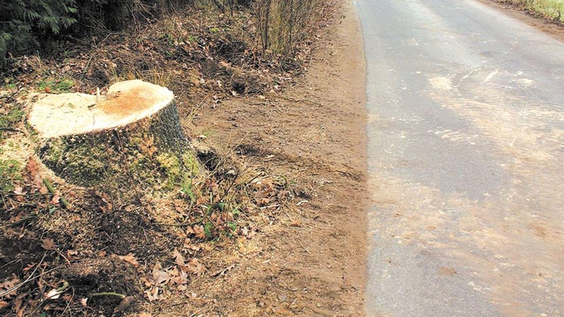 Nie będzie kary za wycięte dęby. Gmina nie zapłaci 61 tys. zł Nie będzie kary za wycięte dęby. Gmina nie zapłaci 61 tys. zł
