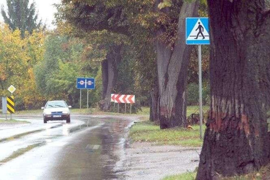 Nie będzie wielkiej wycinki drzew przy ul. Nałęczowskiej. Potrzebna im pielęgnacja Nie będzie wielkiej wycinki drzew przy ul. Nałęczowskiej. Potrzebna im pielęgnacja