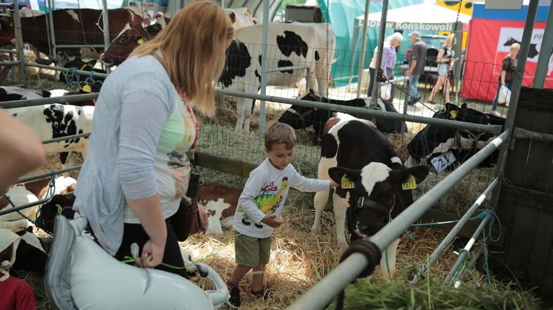 Nie będzie zwierząt w Sitnie. Największa w regionie wystawa rolnicza odwołana
