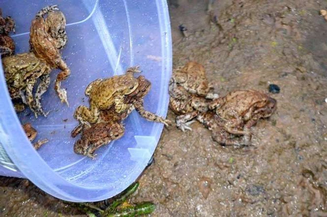 Nie bój żaby! Ratujemy płazy na ul. Janowskiej Nie bój żaby! Ratujemy płazy na ul. Janowskiej