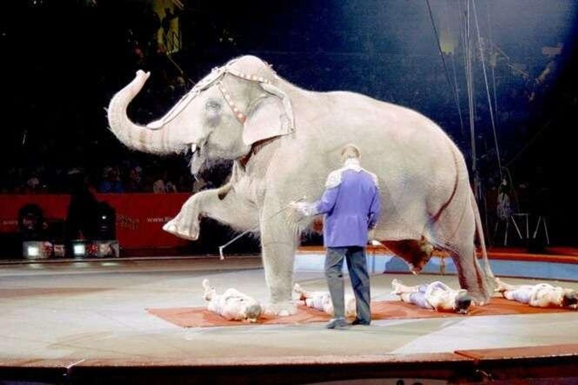 Nie chcą cyrku ze zwierzętami w Puławach. Zbierają podpisy