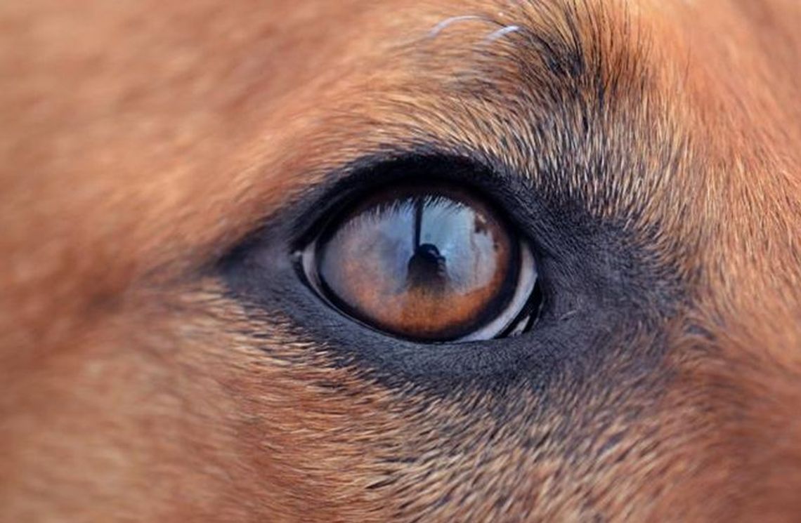 Nie dbał o psy, więc strażnicy je zabrali. Teraz chcą zakazu sądowego