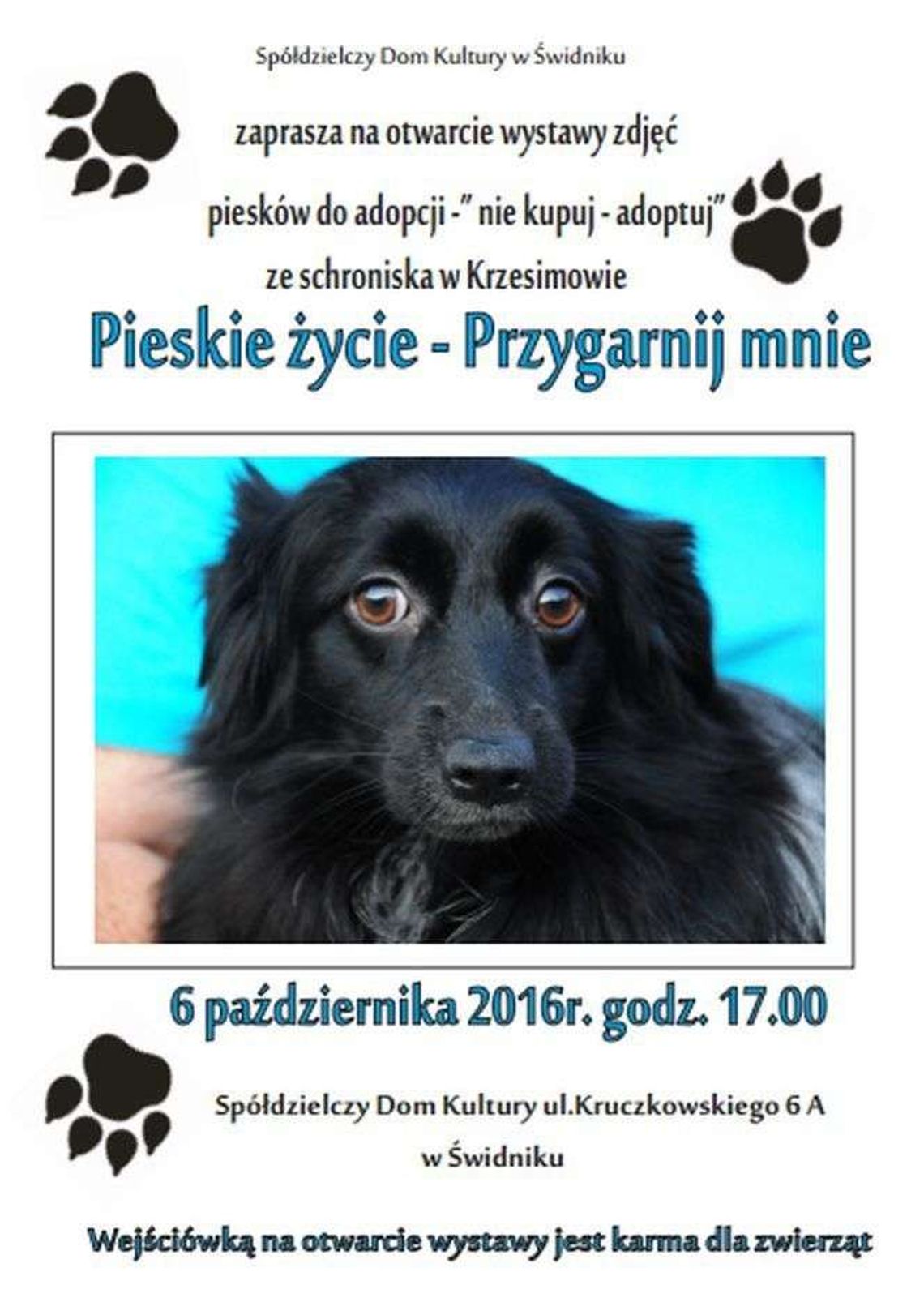 Nie kupuj psa, tylko adoptuj. Wystawa zdjęć w Świdniku