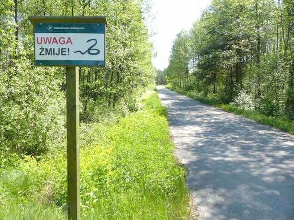 Nie ma deszczu, są żmije. Trzeba uważać podczas wycieczek do lasu
