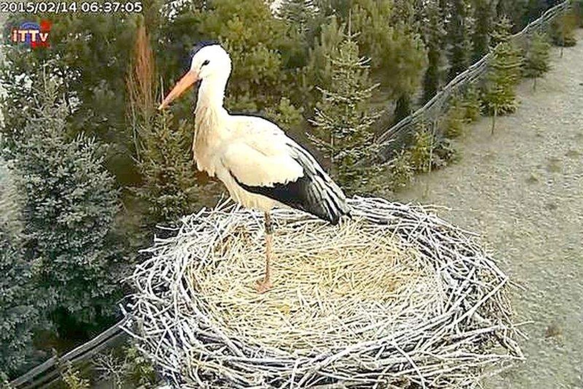 Nie odleciał na zimę, można go podglądać. Kamera u bociana spod Nałęczowa