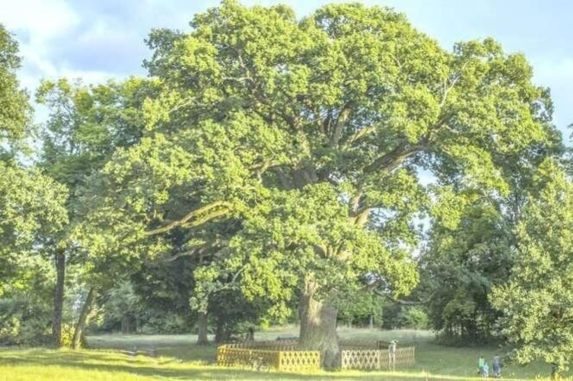 Nie rozjeżdżajcie Bolka! Kierowcy największym wrogiem 650-letniego dębu Nie rozjeżdżajcie Bolka! Kierowcy największym wrogiem 650-letniego dębu
