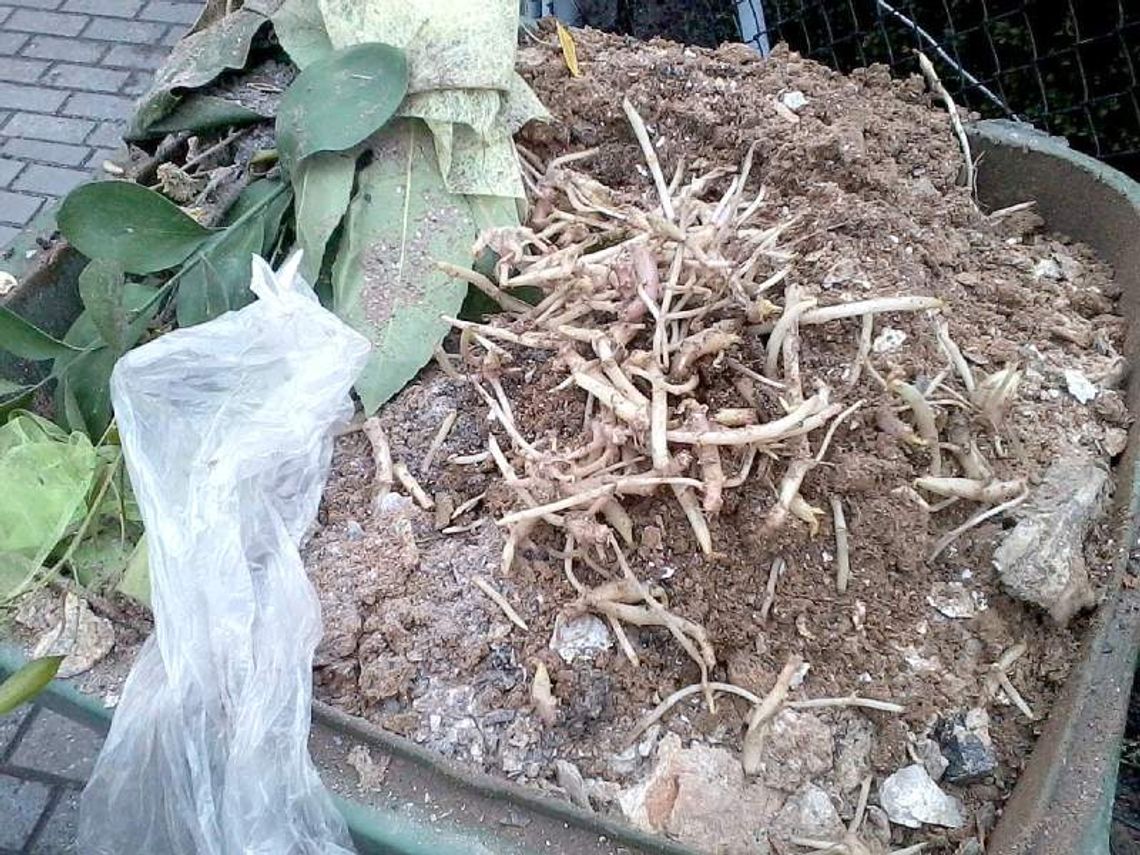 Nie segregujesz śmieci mimo deklaracji? Będziesz płacić więcej