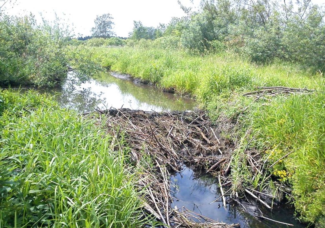 Nie skosisz rowów? Możesz stracić dopłaty