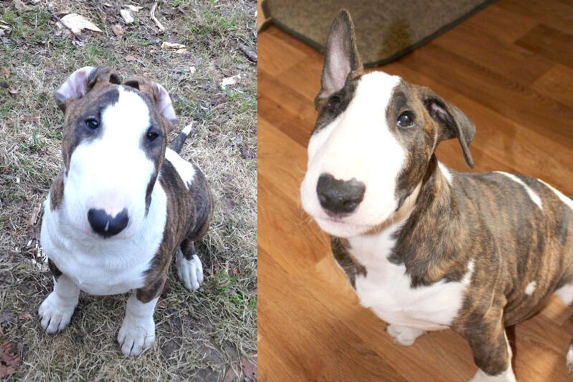 Nie taki bulterier straszny, jak go malują. Spotkanie dla właścicieli