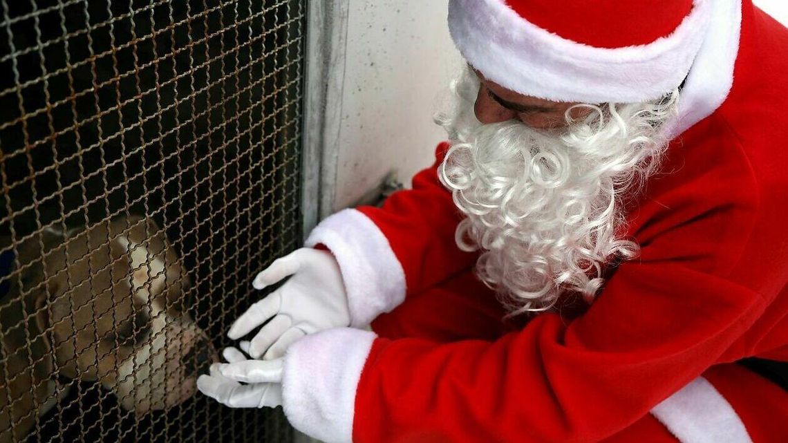 „Nie tylko ludzie marzą o spotkaniu z Mikołajem”. Zoomikołajki w lubelskim schronisku „Nie tylko ludzie marzą o spotkaniu z Mikołajem”. Zoomikołajki w lubelskim schronisku