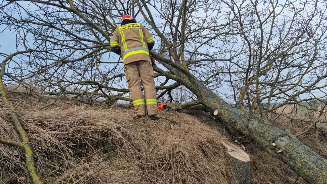 Nie udało się uratować mężczyzny przygniecionego przez drzewo