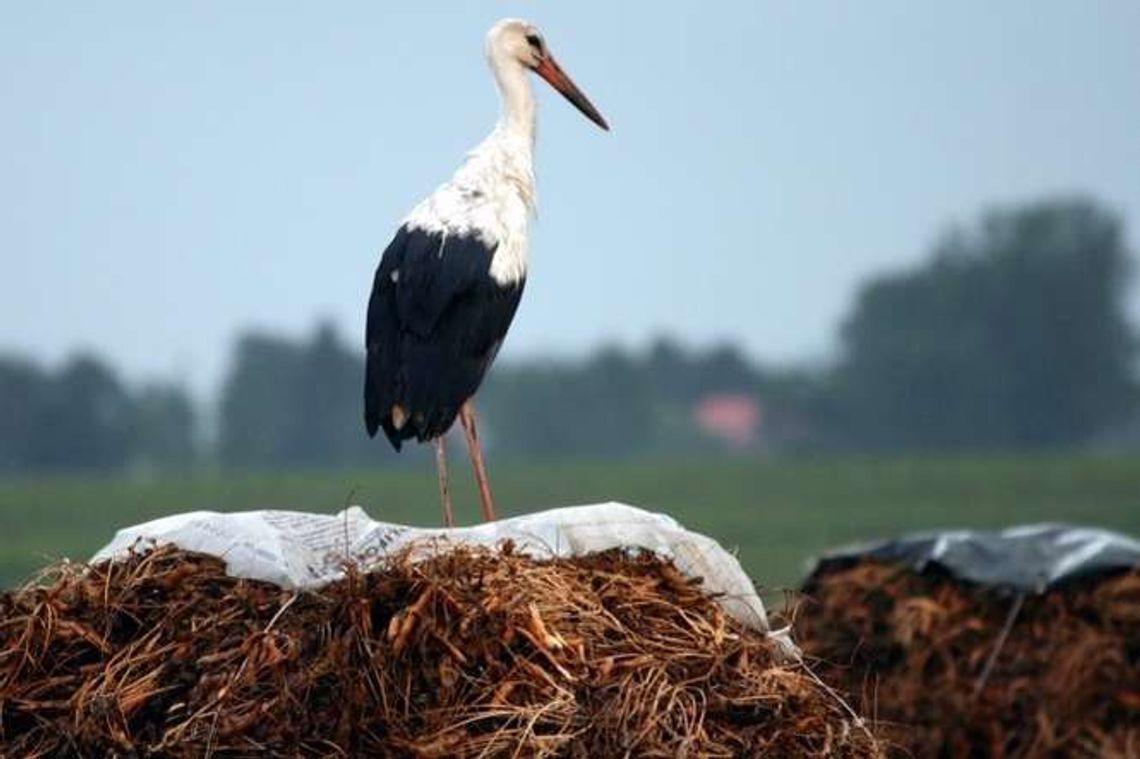 Nie wszystkie bociany odlatują do Afryki