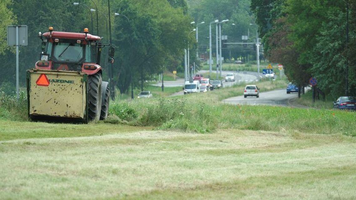 Nie wszystkie miejskie trawniki będą gładkie jak dywan Nie wszystkie miejskie trawniki będą gładkie jak dywan