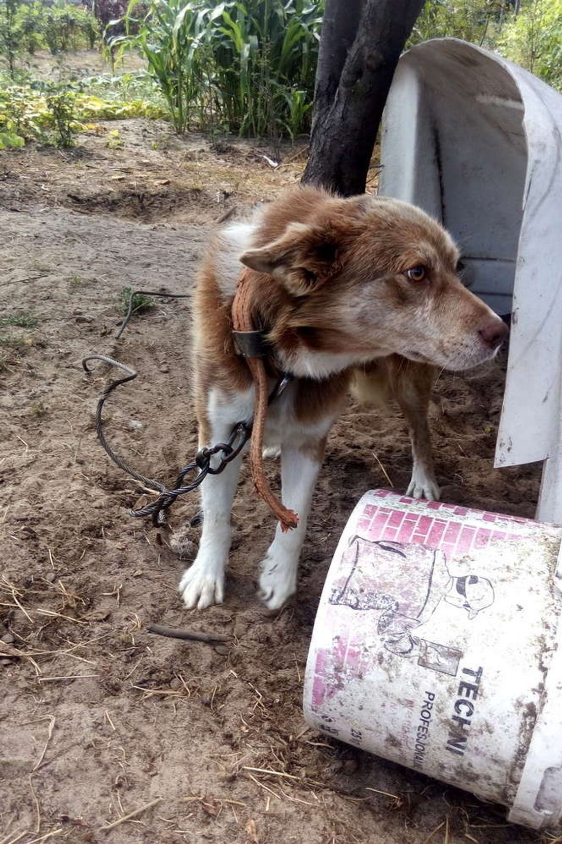 Nie zaszczepił psa. Jaki wyrok usłyszał? 