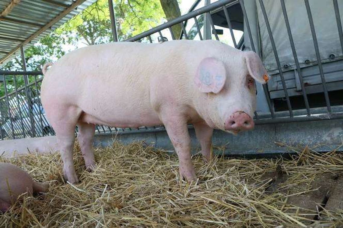 Nie zgłosili padnięcia świń. Teraz mają problemy Nie zgłosili padnięcia świń. Teraz mają problemy