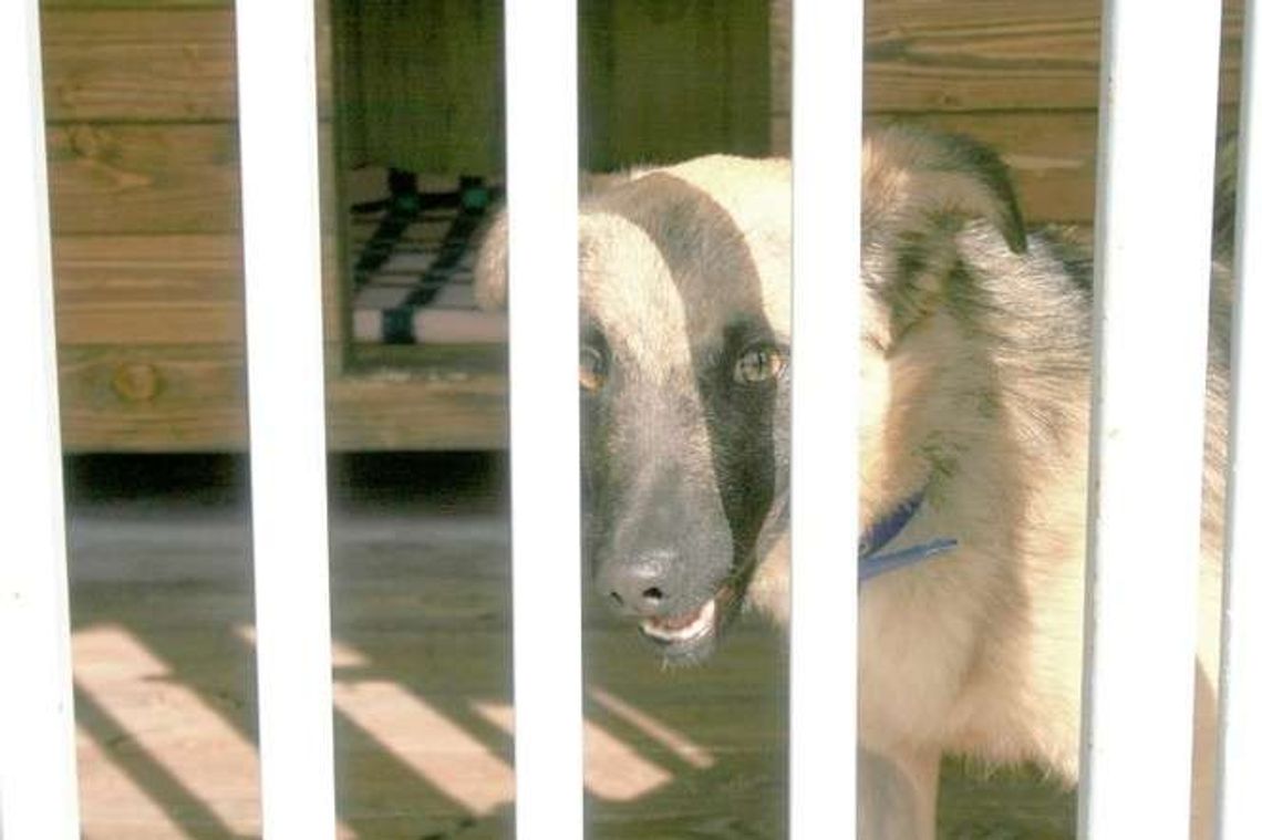 Nie znaleźli dowodów na znęcanie nad zwierzętami w schronisku