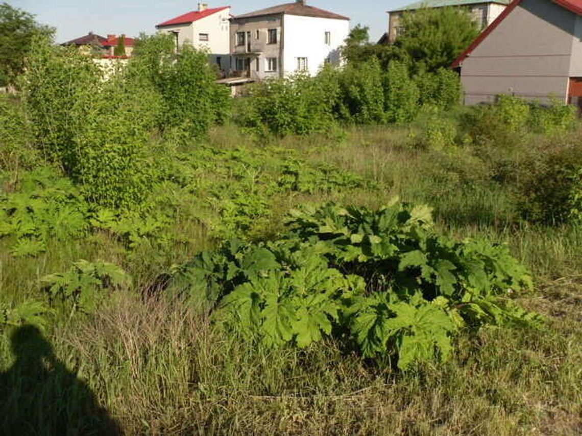 Niebezpieczny chwast już wyrósł. Czytelnik przysłał nam zdjęcia