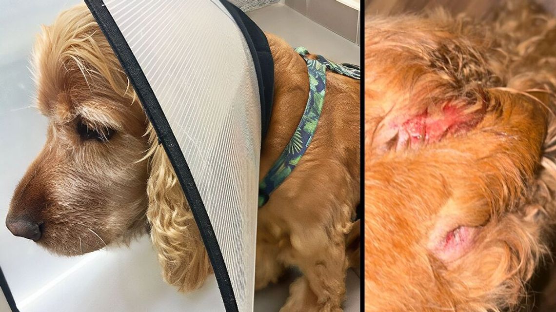 Niebezpieczny pies atakuje na Felinie. Pogryzł małego cocker spaniela