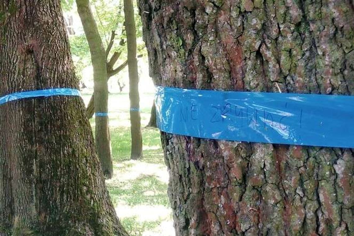 Niebieskie opaski na drzewach w parku Ludowym. Czy to oznacza wycinkę?