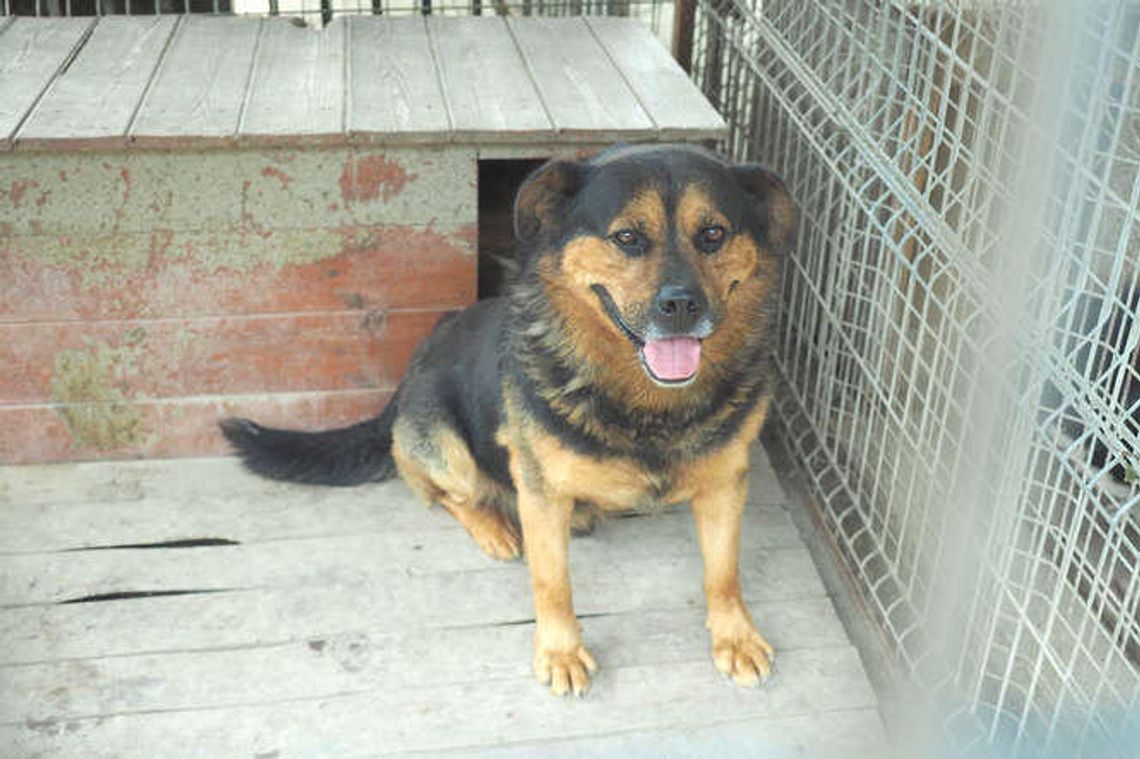 Niech jakieś złamane psie serducho znajdzie dom. Zostało im tylko pół roku