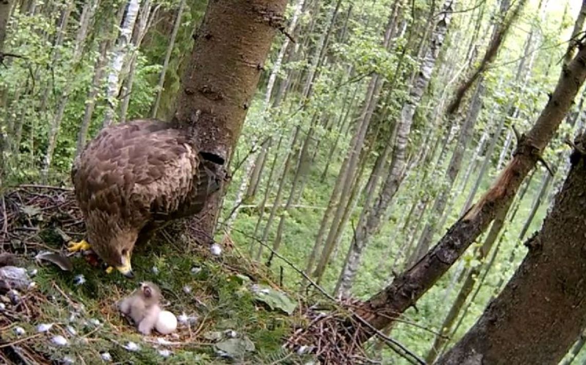 Niecodzienne filmy leśników. Zobacz, co podejrzeli (wideo)