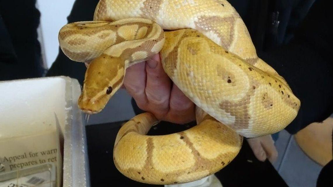 Niecodzienne odkrycie. W busie znajdowało się ponad 100 pytonów i boa