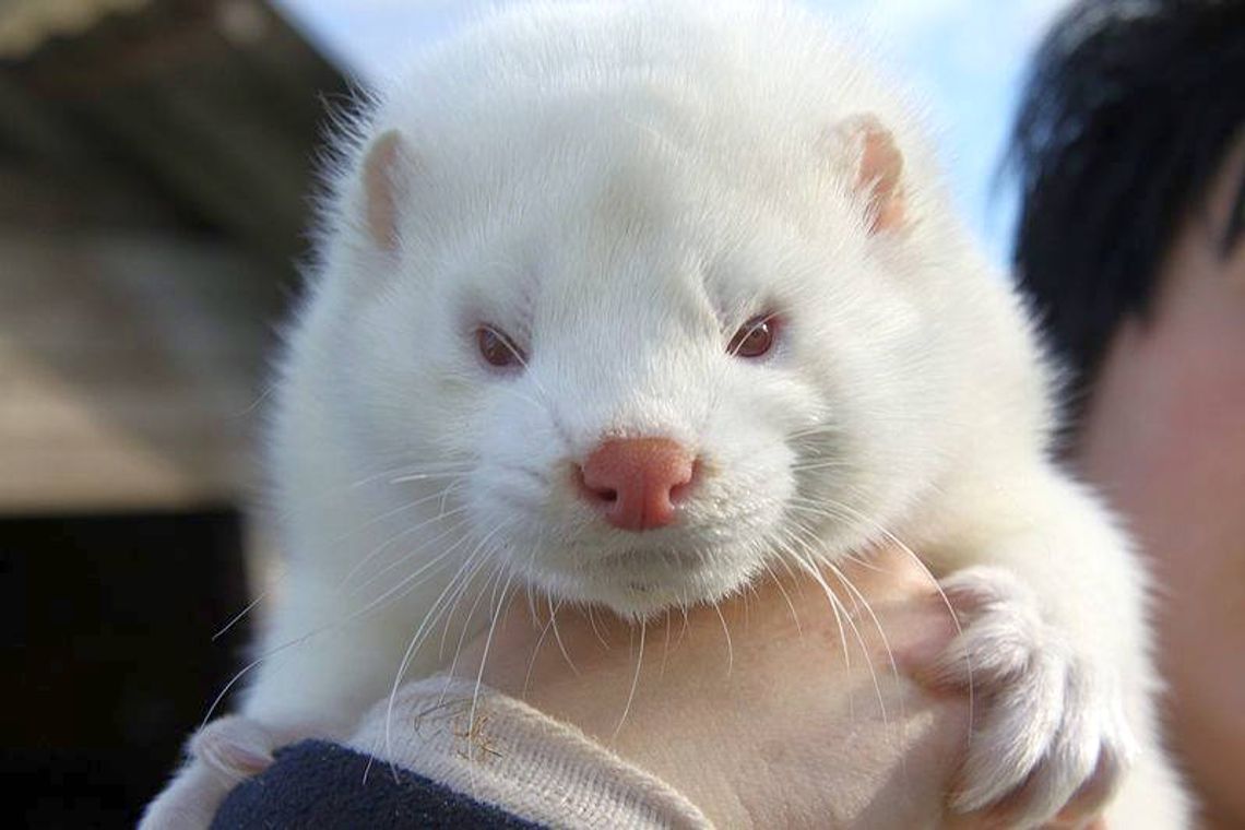 Niedrzwica Duża: Zaprotestują przeciwko fermie norek