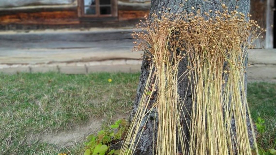 Niedziela z lnem w Muzeum Wsi Lubelskiej