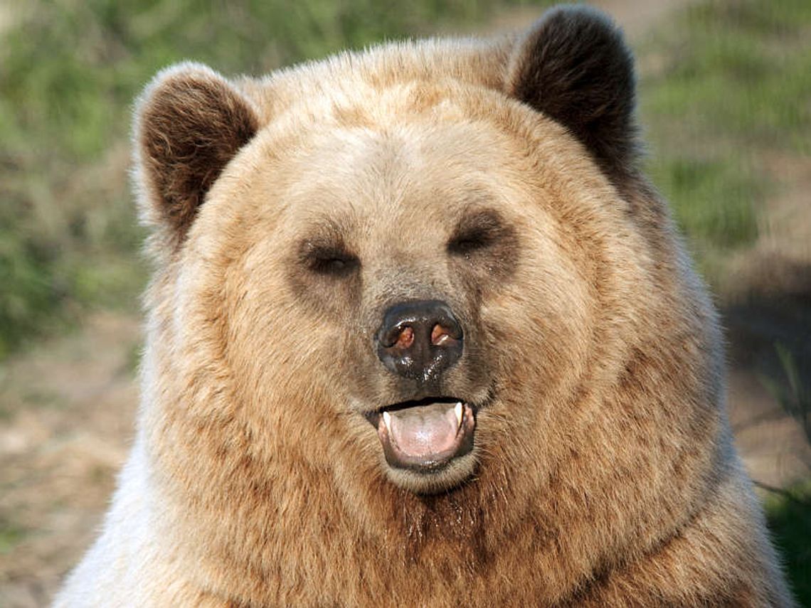 Niedźwiedź grasuje w Roztoczańskim Parku Narodowym