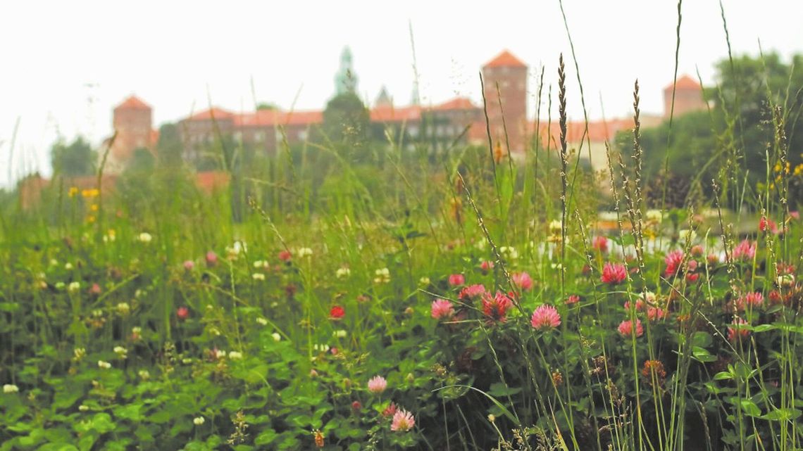 Niekoszony trawnik to szereg zalet. Efekt (braku) kosiarki