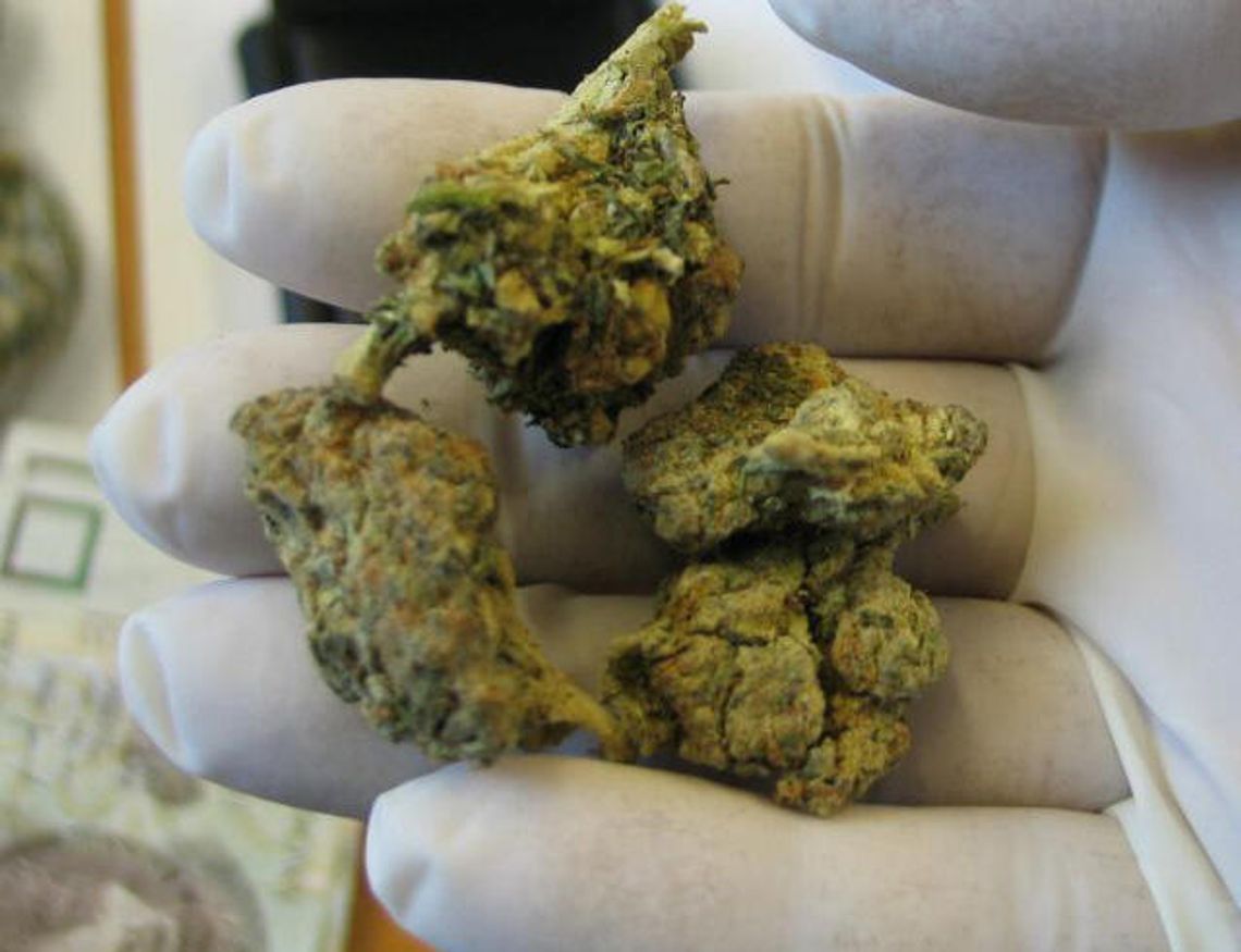 Nieledew: Marihuanę schowali w pudełka po papierosach