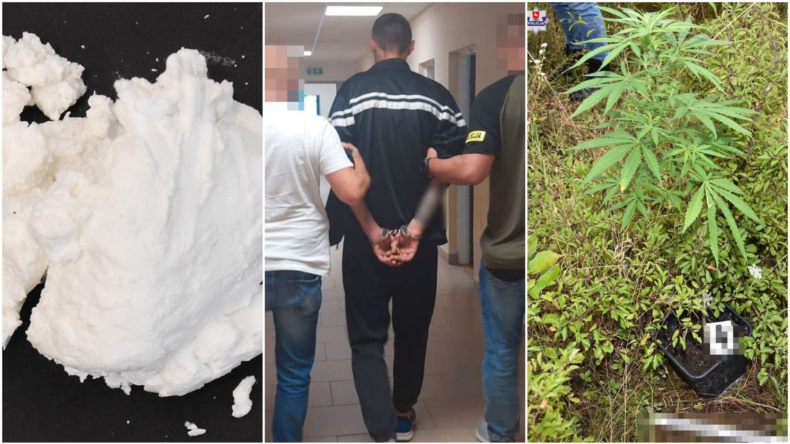 Nielegalna plantacja i dystrybucja marihuany i narkotyków. 37-latek zatrzymany